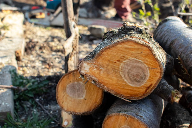 Best Hazardous Tree Removal  in Lake Holm, WA