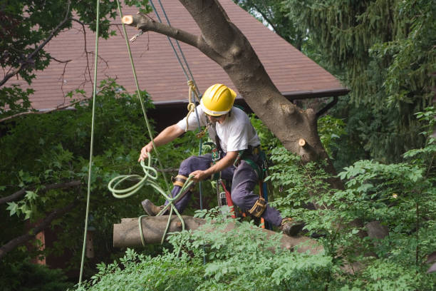 Trusted Lake Holm, WA Tree Services Experts