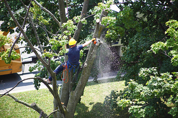 Best Lawn Mowing  in Lake Holm, WA